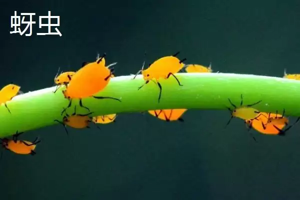 图片[3]-油菜苗期病虫草害防治方法及措施(油菜苗期病虫草害咋防治及措施)？-会东网