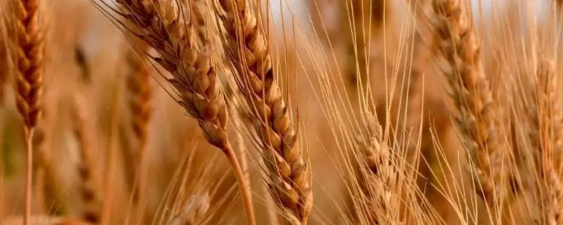 科遗5214小麦种子特点、所属类型(科遗5214小麦种子特点,该品种冬性)?-会东网
