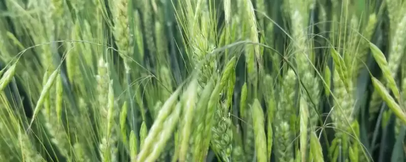 中育1428小麦品种简介与全生育期时长(中育1428小麦品种简介及全生育期)？-会东网