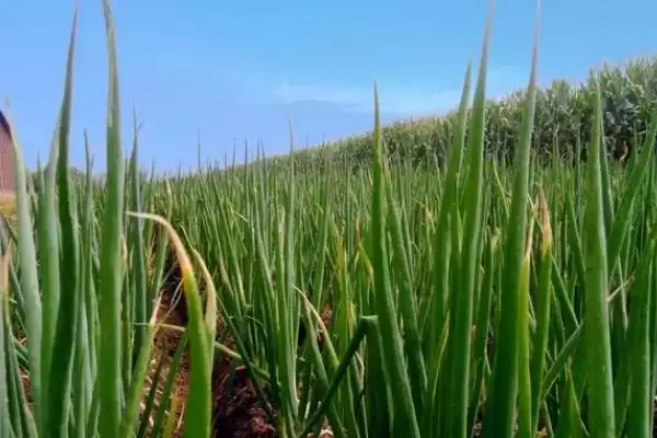 图片[4]-寒葱春季3月下旬种植方法要点(寒葱春季3月下旬种植方法要点)？-会东网