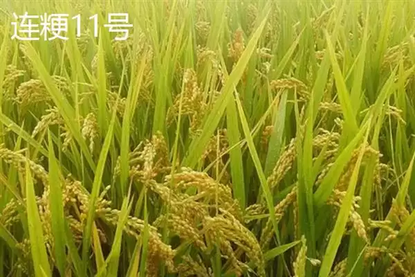 图片[9]-杂交水稻和普通水稻区别及分析(杂交水稻和普通水稻有啥区别及分析)？-会东网