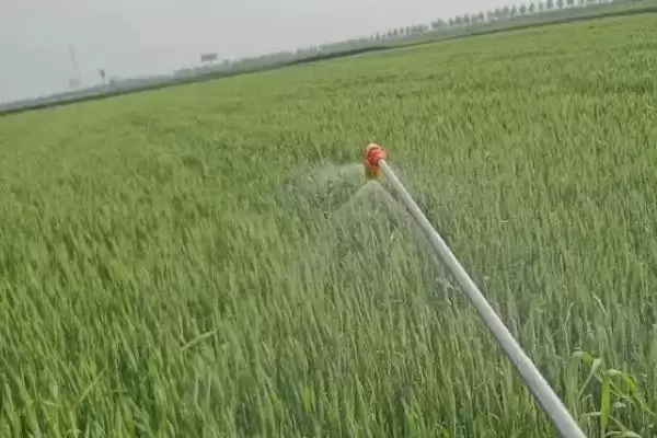 图片[4]-防治小麦锈病的特效药种类(防治小麦锈病的特效药有哪些，有三唑酮、丙环唑、烯唑醇等)？-会东网