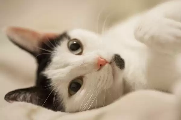 图片[3]-猫应激反应介绍(猫应激反应指对外界刺激的异常生理心理反应)？-会东网