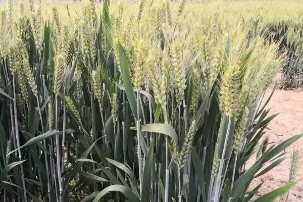 图片[3]-绵麦907小麦种子防虫要点(绵麦907注意防治蚜虫和赤霉病)？-会东网