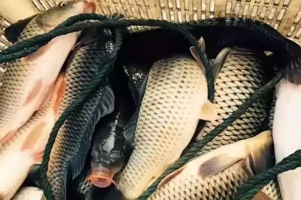 图片[2]-天下鲤钓鲤鱼饵料搭配(天下鲤钓鲤鱼随季节气温搭配饵料)？-会东网
