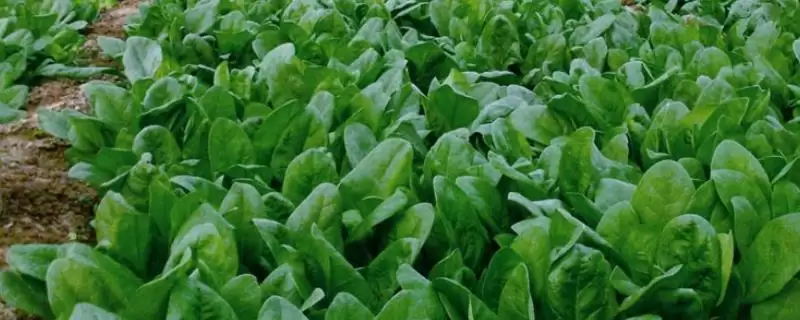 越冬菠菜种植时间与适宜气温条件(越冬菠菜什么时候种及适宜气温)？-会东网
