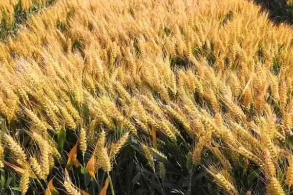 图片[4]-新春43号小麦种子介绍及杂草病虫害防(新春43号小麦种子介绍及病虫害防治)？-会东网