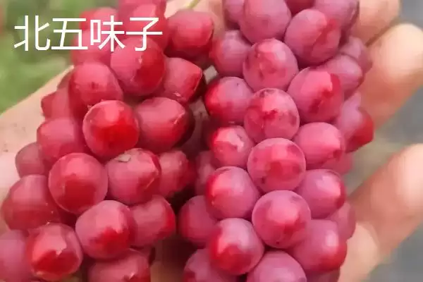 图片[5]-吉林省延吉市特产长白山人参相关介绍(吉林省延吉市特产长白山人参介绍)？-会东网