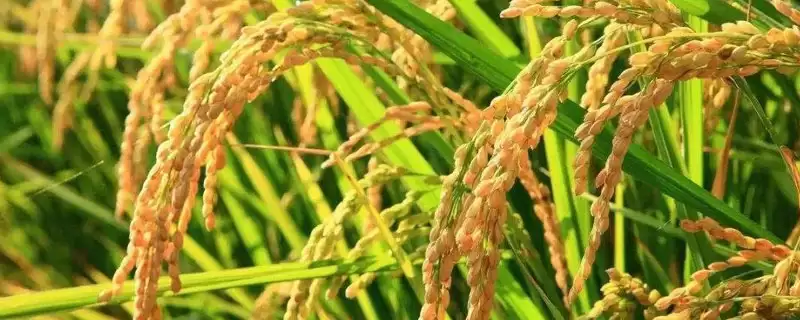 博Ⅲ优9678水稻品种属感光型三系杂交水稻(博Ⅲ优9678水稻品种感光型三系杂交有何特性)?-会东网