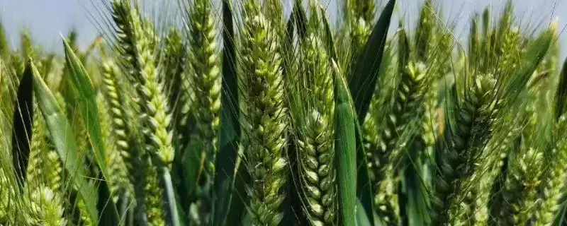 辽春21号小麦种子情况、播种深度(辽春21号小麦种子简介,播种深度3~4厘米)?-会东网