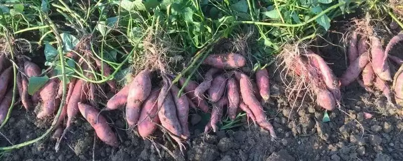 甘薯冷床育苗技术相关要点(甘薯冷床育苗技术简介,需调好温、浇好水、炼好苗等)?-会东网