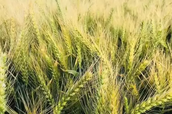 图片[2]-紫麦19小麦品种特性与全生育期时长(紫麦19小麦品种特性及全生育期)？-会东网