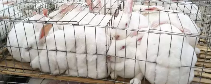 兔子脑囊炎诊断治疗方法(兔子脑囊炎通常通过血清学检查诊断)？-会东网
