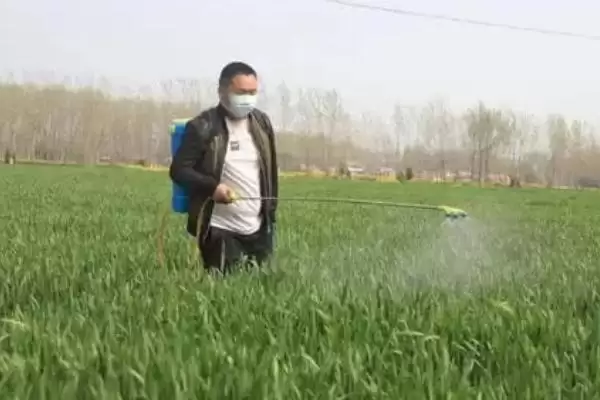图片[4]-小麦拔节期能否打除草剂及药害风险(小麦拔节期能打除草剂吗及风险)？-会东网