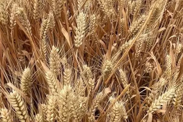 图片[3]-小麦抗性蚜虫治理方法及杀虫剂选择(小麦抗性蚜虫咋治理及杀虫剂选择)？-会东网