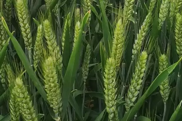 图片[4]-科大111小麦品种特性、适宜基本苗数(科大111小麦品种的特性，每亩适宜基本苗15～20万)？-会东网
