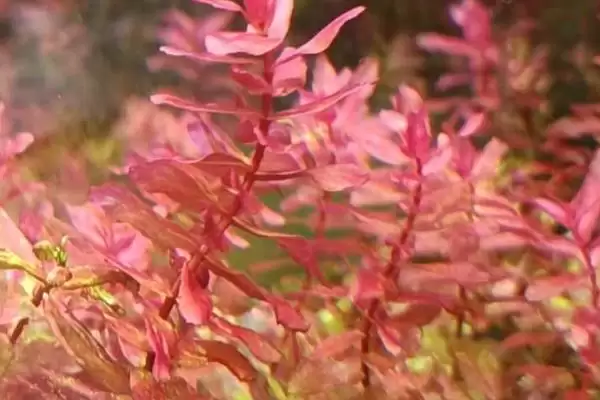 图片[4]-稻穗水草养殖难度大对环境要求严格(稻穗水草养殖有何难点与要求)？-会东网