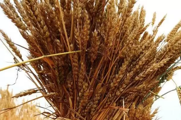 图片[2]-华麦8号小麦品种特性、有效穗数(华麦8号小麦品种的特性，每亩有效穗33.2万)？-会东网