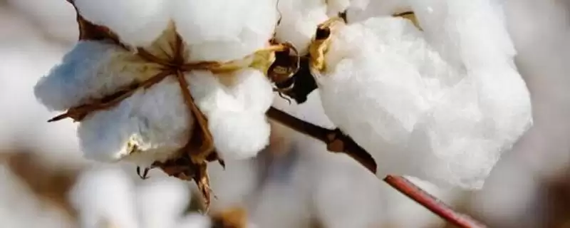 中棉EB004棉花种子简介与夏棉品种特性(中棉EB004棉花种子简介及夏棉品种特性)?-会东网