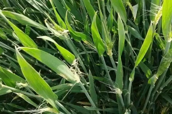 图片[3]-宛麦20小麦种子播期介绍(宛麦20最晚可延迟到11月10日播种)？-会东网