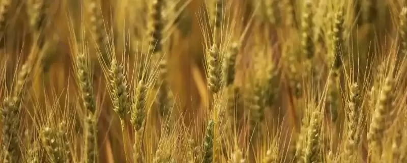 漯麦9号小麦种子防虫要点(漯麦9号扬花期注意防治赤霉病)?-会东网