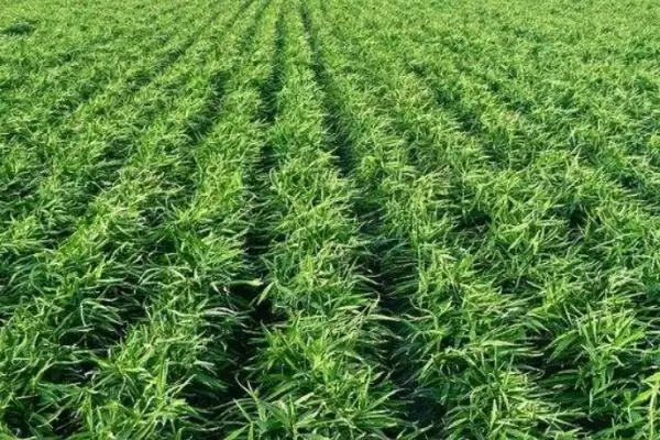 图片[2]-大姜可套种的植物有哪些(大姜能和什么植物套种，可套种大蒜、麦田等)？-会东网