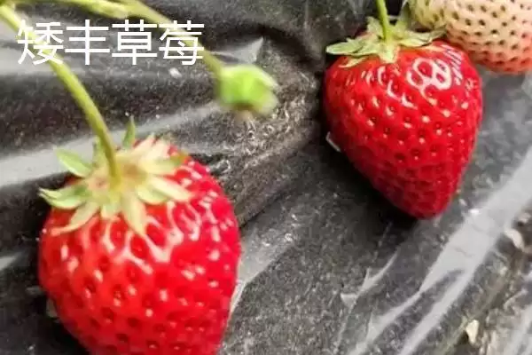 图片[6]-草莓常见品种及章姬佐贺清香等介绍(草莓的常见品种有哪些及介绍)？-会东网