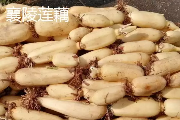图片[3]-山西省襄汾县特产介绍(山西省襄汾县有地黄药材营销基地)？-会东网