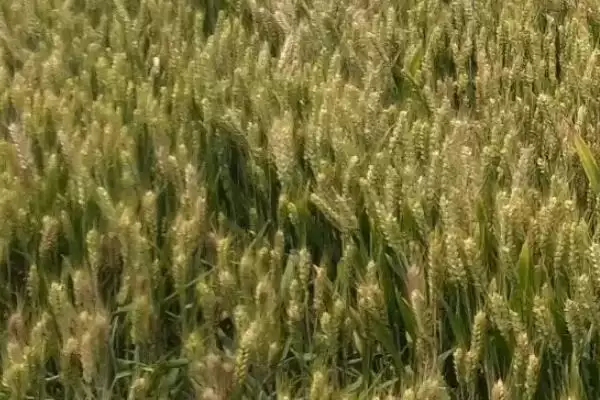 图片[4]-绵麦907小麦种子防虫要点(绵麦907注意防治蚜虫和赤霉病)？-会东网