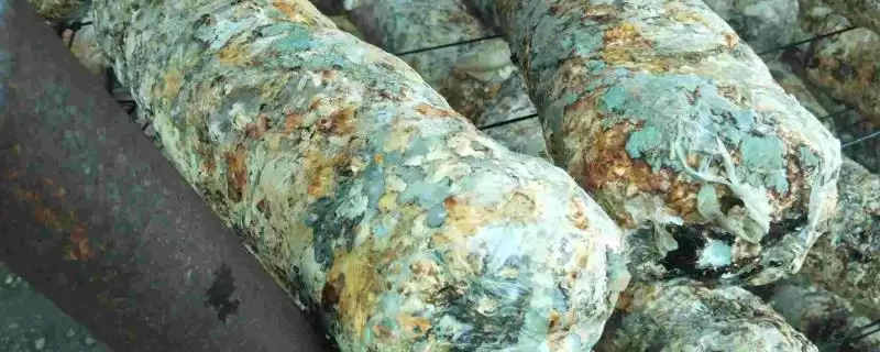 绿霉菌出现原因介绍(绿霉菌出现可能因培养料受潮等因素)？-会东网