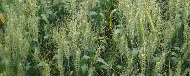 西农509小麦品种抗病特性(西农509中抗条锈病)？-会东网
