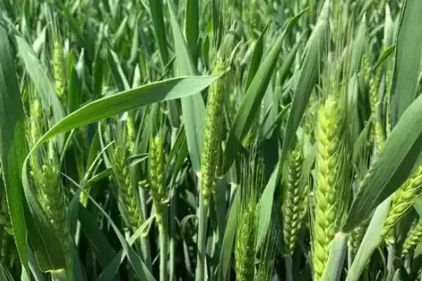图片[4]-扬麦30品种介绍与全生育期时长(扬麦30品种介绍及全生育期)？-会东网