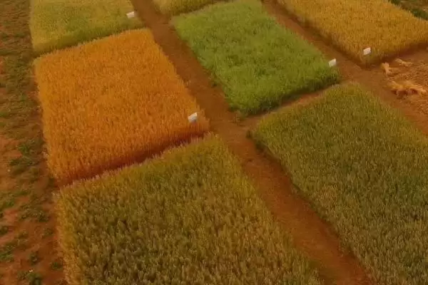 图片[3]-燕麦提高种子发芽率方法及种植区域(燕麦如何提高发芽率及种植区域)？-会东网
