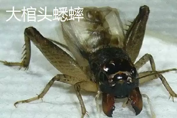 图片[3]-蟋蟀常见品种介绍及中华等品种特点(蟋蟀常见品种及中华等品种特点)？-会东网