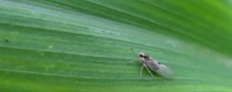 水稻灰飞虱防治方法介绍(水稻灰飞虱于虫卵孵化前清除杂草防虫害)?-会东网