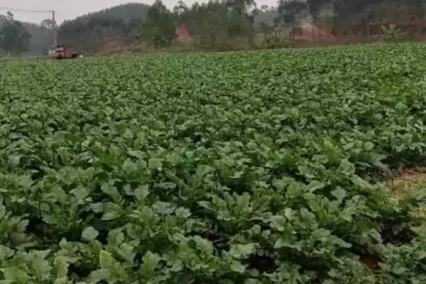 图片[3]-大头菜一般可在7-10月份陆续播种(大头菜播种时间有何规律与好处)？-会东网