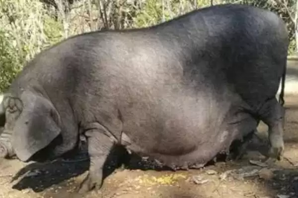 图片[3]-中国本土猪颜色及黑色短毛猪特性(中国本土猪是什么颜色及猪的特性)？-会东网