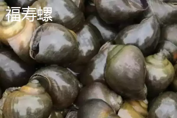 图片[5]-淡水螺的产地相关情况(淡水螺的产地，广东、福建等地养殖较多)？-会东网