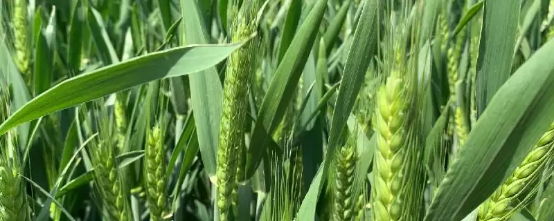藁优2018小麦种子情况、适宜播期(藁优2018小麦种子简介，适宜播期为10月1日～15日)？-会东网