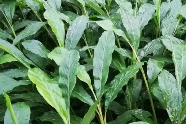 图片[6]-豆蔻的种植方法相关要点(豆蔻的种植方法，可播种育苗也可分株育苗)？-会东网