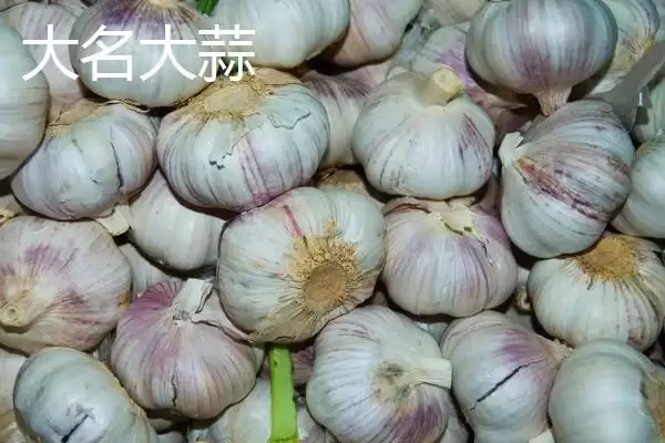 图片[2]-河北大名县的特产相关情况(河北大名县的特产，大蒜种全国驰名)？-会东网