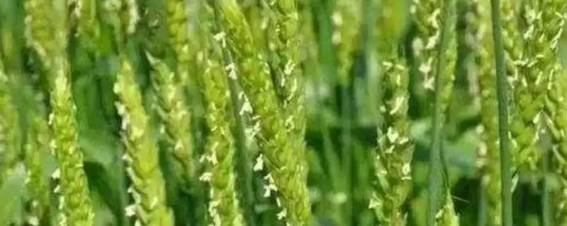 津农7号小麦品种特性、病虫害防治(津农7号小麦品种的特性,注意防治蚜虫和白粉病)?-会东网