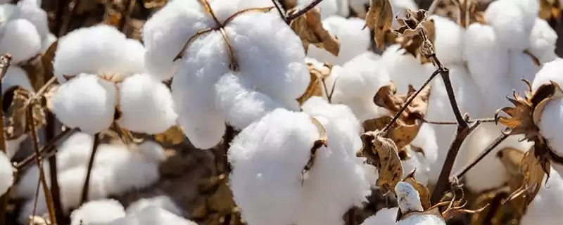 锦科杂1号棉花品种特性、病虫害防治(锦科杂1号棉花品种的特性,及时防治其它病虫害)?-会东网