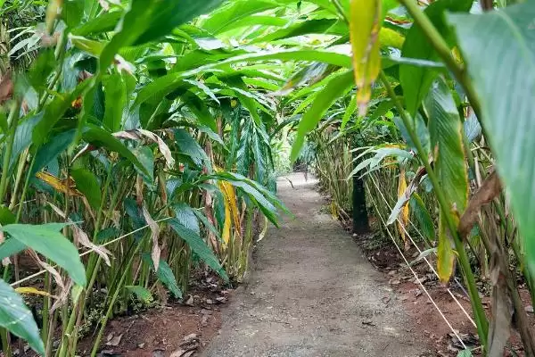 图片[4]-豆蔻的种植方法相关要点(豆蔻的种植方法，可播种育苗也可分株育苗)？-会东网