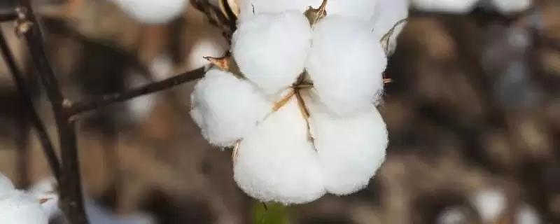 宛198棉花品种生育期情况(宛198生育期121-123天)?-会东网