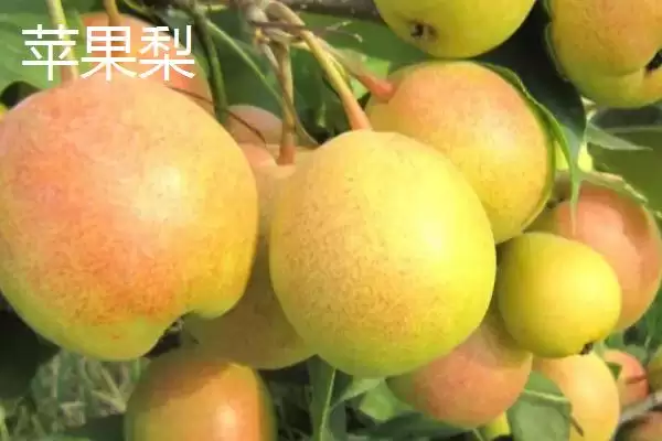 图片[3]-甘肃省民乐县的特产相关情况(甘肃省民乐县的特产，产出的苹果梨具有中国一代梨王的美誉)？-会东网