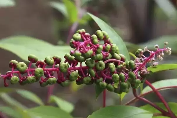 图片[3]-商陆繁殖技术介绍(商陆可播种或定植肉根繁殖)？-会东网