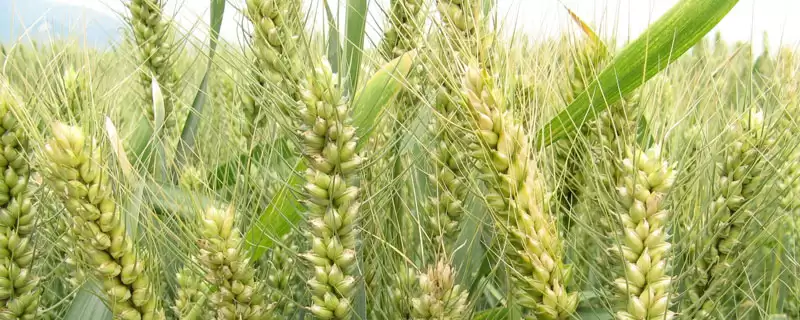 北麦6号小麦品种特性与基本苗数(北麦6号小麦品种特性及基本苗数)?-会东网
