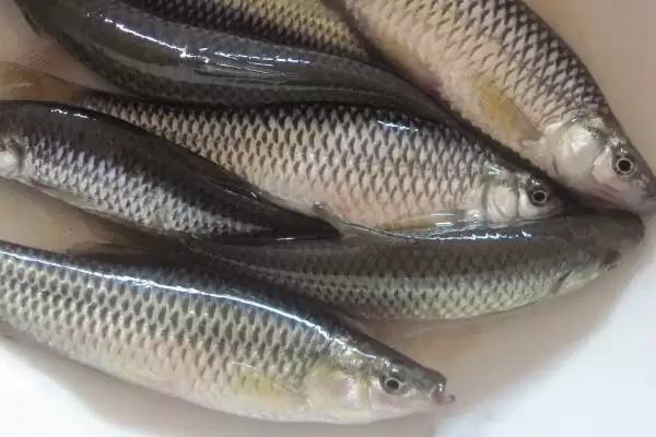 图片[3]-食用麦穗鱼内脏处理要点(食用麦穗鱼除鱼鳃外内脏都需清理干净)？-会东网