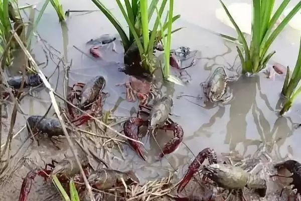 图片[2]-龙虾养殖基地分布介绍(湖南、重庆等地有龙虾养殖基地)？-会东网
